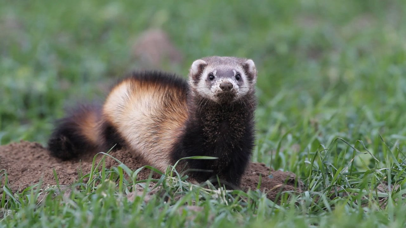 Illustration for article titled Monday Mustelid - Mustela eversmannii Edition